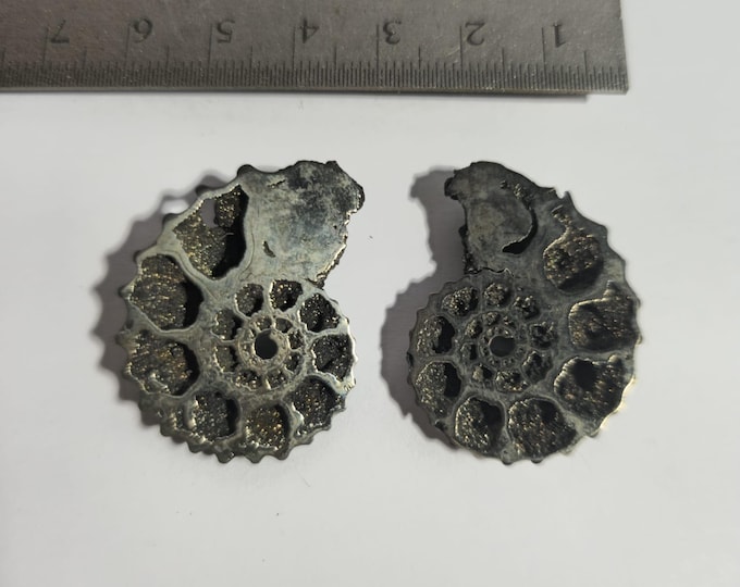 Pyritized Ammonite Pair from Ryazan City Region, Russia. (Over 160 Million Years Old!)