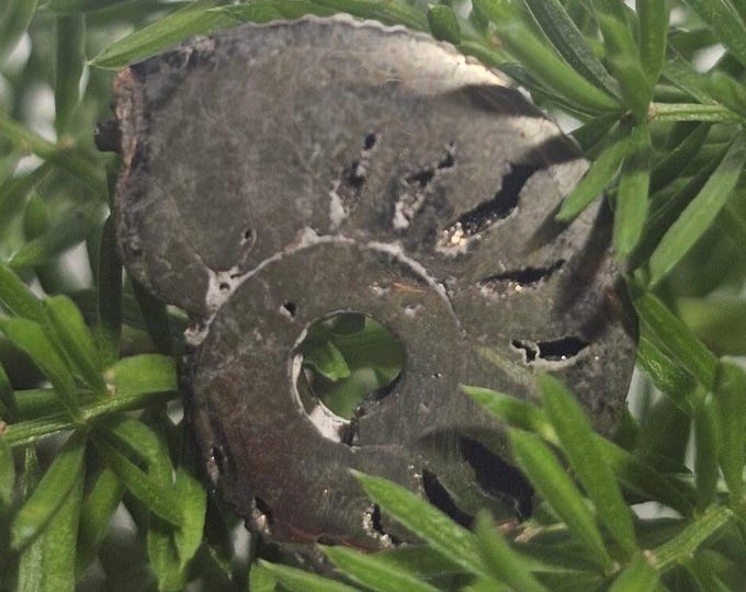 Pyritized Ammonite Fossil from Russia – Rare Jurassic Gold Fossil Collector Specimen