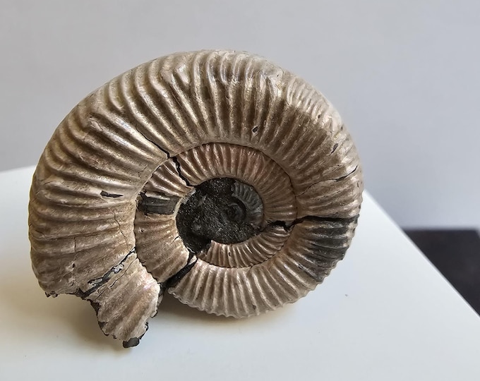 Pyritized Ammonite from Ryazan City Region, Russia. (Over 160 Million Years Old!)