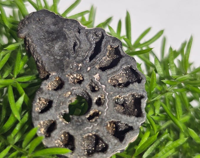 Pyritized Ammonite Fossil from Russia – Rare Jurassic Gold Fossil Collector Specimen