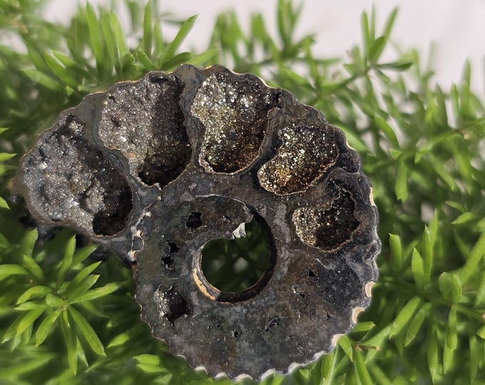 Pyritized Ammonite Fossil from Ryazan, Russia – Rare Jurassic Collectible, Natural Metallic Shell, Unique Gift, Home Décor, Geology Specimen