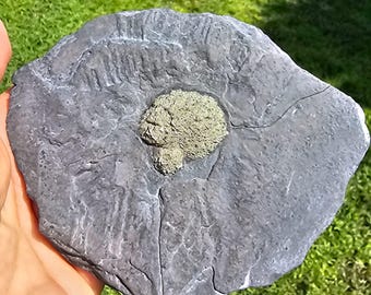 Natural Russian Pyrite in Matrix Crystal for Wealth and Prosperity  Stunning Home Decor & Healing Stone  Raw Pyrite Specimen