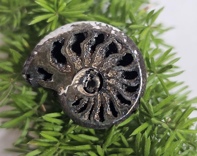 Pyritized Ammonite Fossil from Ryazan, Russia – Rare Jurassic Collectible, Natural Metallic Shell, Unique Gift, Home Décor, Geology Specimen
