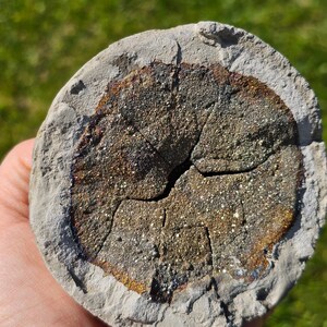 Rare Pyrite Septarian Nodule from Russia – Natural Crystal Mineral Specimen, Druzy Display Stone, Collector&#39;s Gift or Decor