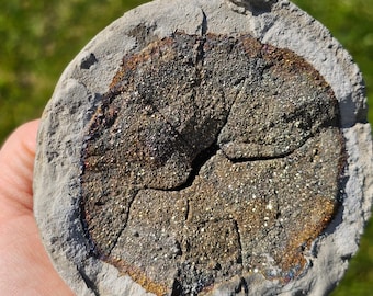 Rare Pyrite Septarian Nodule – Russian Druzy Crystal Display Stone, Collector Mineral Home Decor