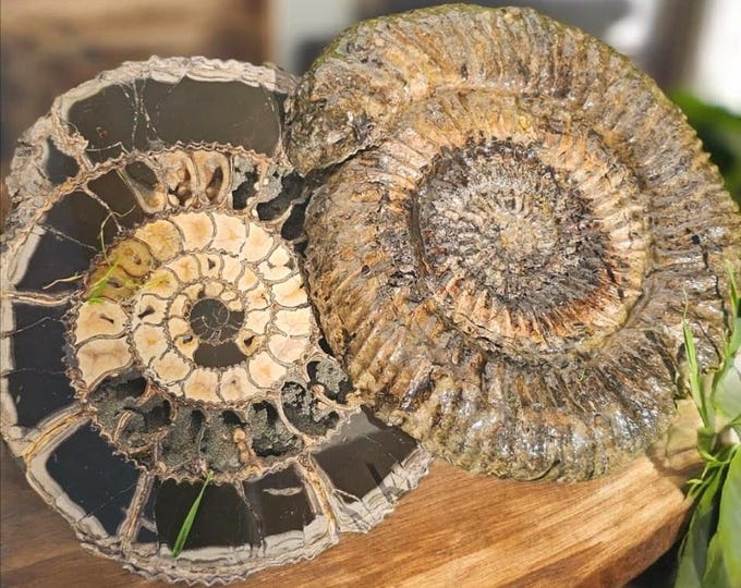 Large Pyritized Ammonite Fossil Pair from Russia – Volga River Collector Specimen