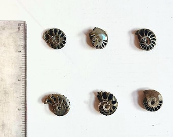 Pyritized Ammonites from Ryazan City Region, Russia. Over 160 Million Years Old! (Price for piece.)