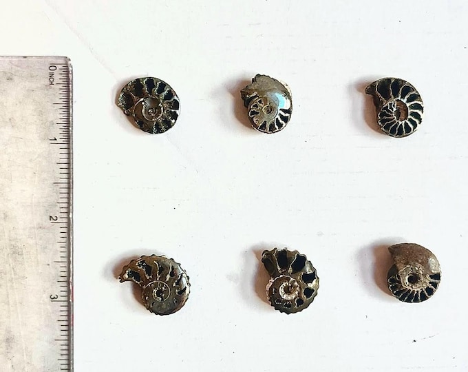 Pyritized Ammonites from Ryazan City Region, Russia. Over 160 Million Years Old! (Price for piece.)