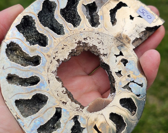 Rare Pyritized Ammonite Fossil – Natural Metallic Fossil from Ryazan, Russia – Unique Crystal Mineral Specimen for Collectors or Decor