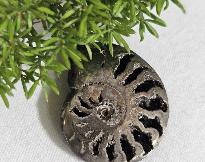Pyritized Ammonite Fossil from Ryazan, Russia – Rare Jurassic Collectible, Natural Metallic Shell, Unique Gift, Home Décor, Geology Specimen