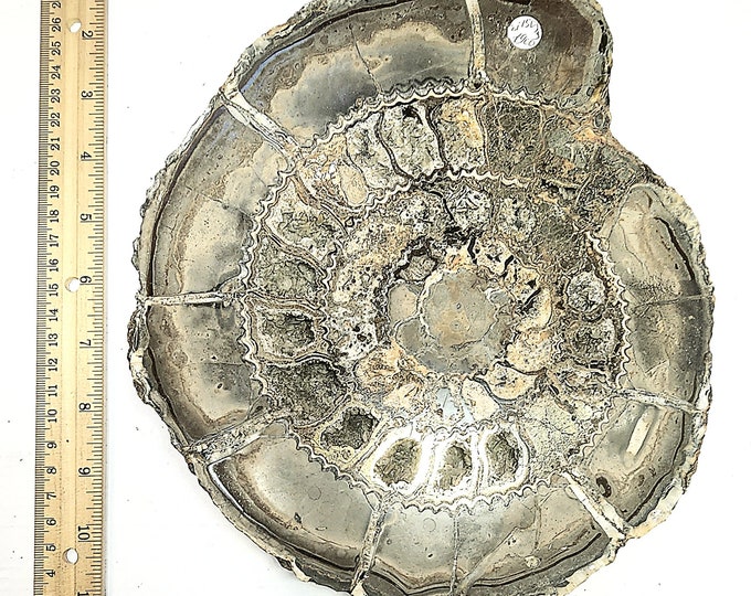 Big Pyritized Ammonite Fossil Specimen from Volga River, Ulyanovsk City Region, Russia. (Over 300 million years old).