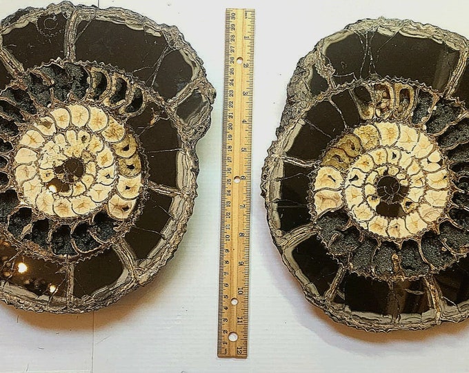 Big Pyritized Ammonite Fossil Specimen Pair from Volga River, Ulyanovsk City Region, Russia. (Over 300 million years old).