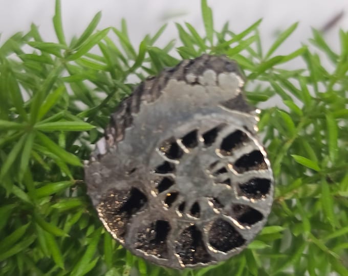 Pyritized Ammonite Fossil from Russia – Rare Jurassic Gold Fossil Collector Specimen