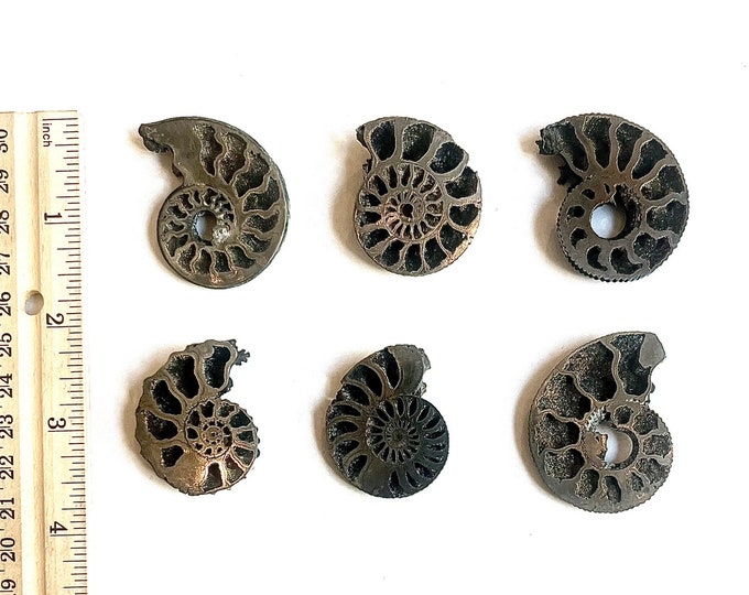 Pyritized Ammonites from Mikhailov's Pit, Ryazan City Region, Russia. (160 Million Years Old).(Price for 1 piece!)