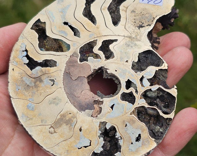 Rare Pyritized Ammonite Fossil – Natural Metallic Fossil from Ryazan, Russia – Unique Crystal Mineral Specimen for Collectors or Decor