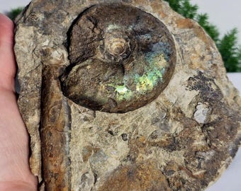 Authentic Fossil Cluster of Belemnite and Ammontie from Ulyanovsk, Russia – Ammonite, Marine Fossils, Fossil Art – Rare Natural Specimen
