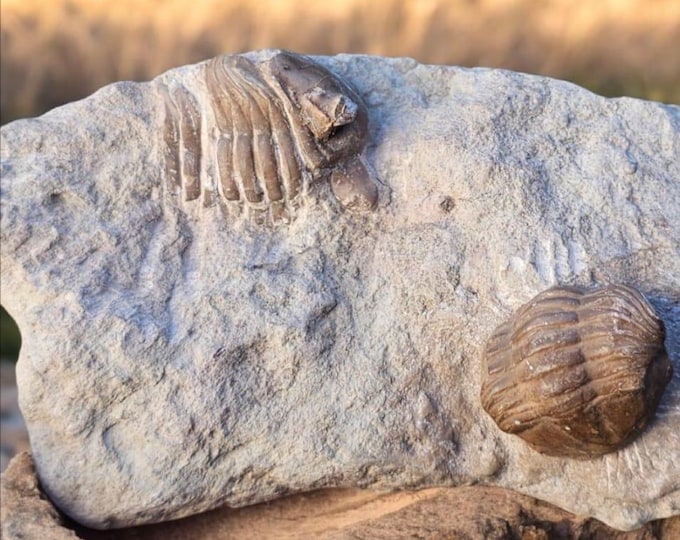 Trilobite Fossils – Kola Peninsula, Russia – 500+ Million Years Old – Genuine Ordovician Marine Fossil Specimen