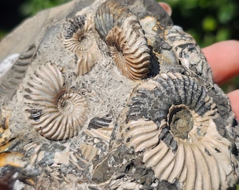 Pyritized Ammonite Cluster in Matrix – Rare Fossil from Ryazan, Russia – Golden Nautilus Fossil Natural Crystal Decor Unique Collector Gift