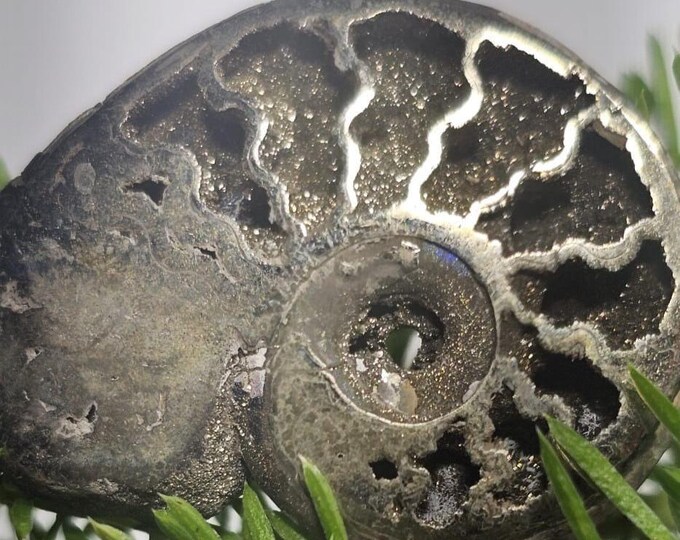 Pyritized Ammonite Fossil from Russia – Rare Jurassic Gold Fossil Collector Specimen