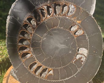 Large Pyritized Ammonite Fossil, 13.5 Inch, Ulyanovsk Russia, Rare Mineral Specimen