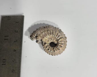 Pyritized Ammonite Fossil from Ryazan City Region, Russia. (Over 160 million years old!)