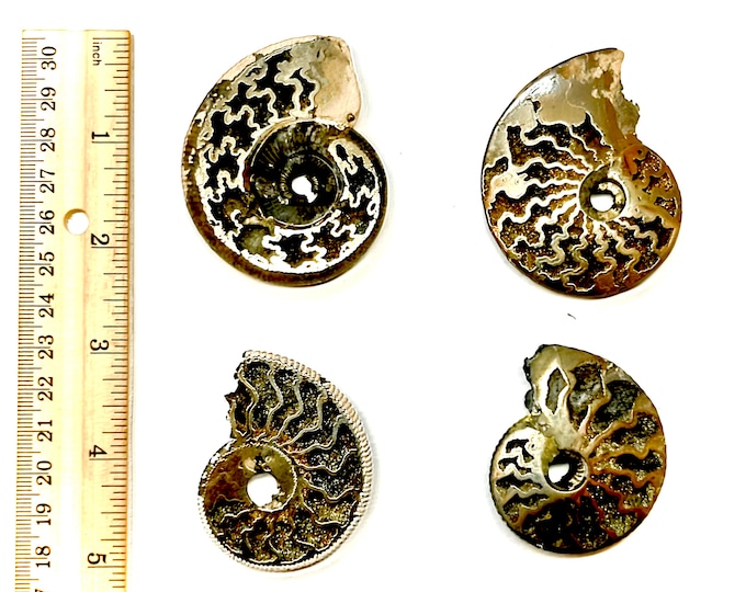 Pyritized Ammonites from Mikhailov's Pit, Ryazan City Region, Russia. (160 Million Years Old).(Price for 1 piece!)