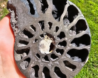 Pyritized Ammonite Fossil, Ryazan Russia, Geological Specimen