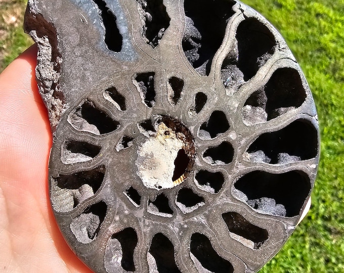 Pyritized Ammonite Fossil from Ryazan City Region, Russia (Over 160 Million Years Old) Fossil Gift Friend Specimen Gift Geological Gift