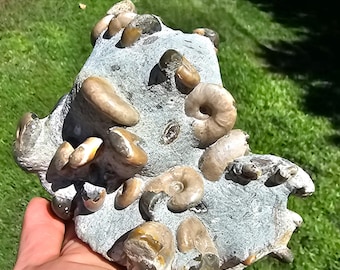 Rare Russian Ammonite & Belemnite Fossil Cluster – Natural Jurassic Sea Life Specimen – Collector Display Piece