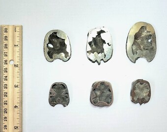 Pyritized Ammonite Cross Section Fossil, Mikhailov's Pit, Russia