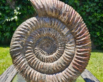 Large Iridescent Pyritized Ammonite Fossil – Rare Russian Ammonite from Ryazan Region – Natural Collectible Mineral Specimen