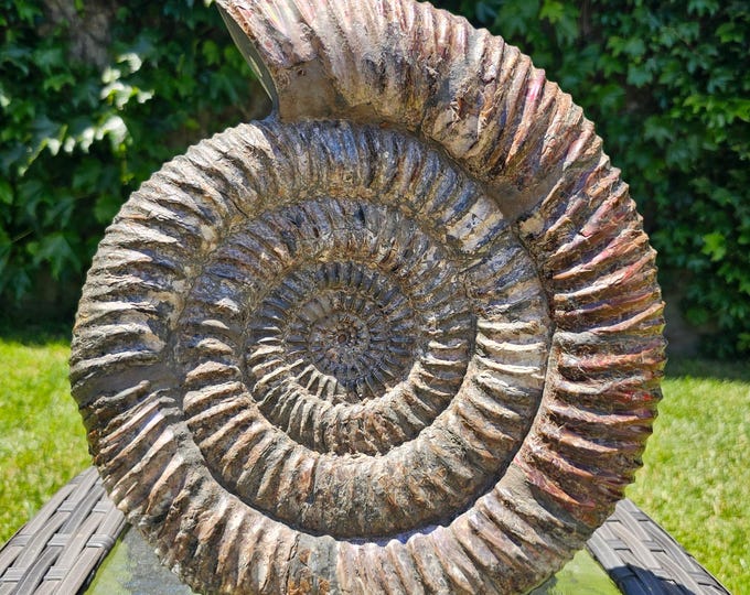 Large Iridescent Pyritized Ammonite Fossil – Rare Russian Ammonite from Ryazan Region – Natural Collectible Mineral Specimen