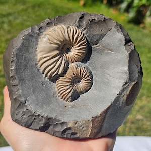 Pyritized Ammonite Fossil Ryazan Russia – Rare Crystalized Jurassic Specimen – Natural Home Decor – Gift for Fossil & Crystal Lovers