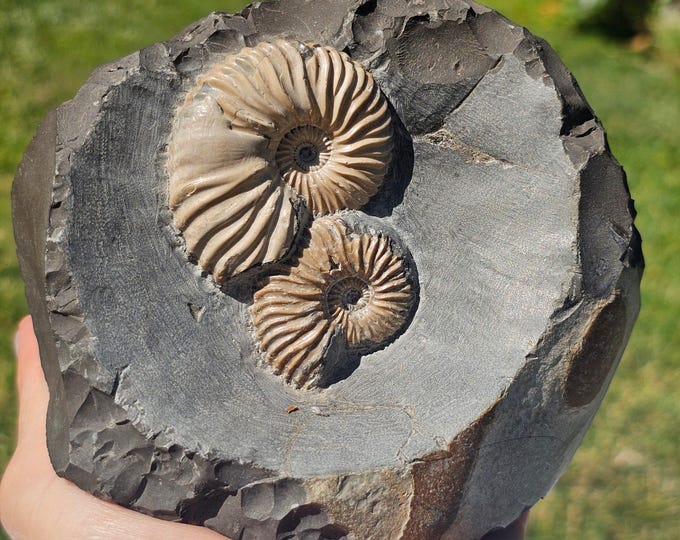 Pyritized Ammonite Fossil Ryazan Russia – Rare Crystalized Jurassic Specimen – Natural Home Decor – Gift for Fossil & Crystal Lovers