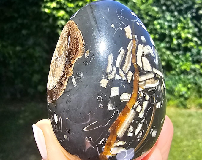 Polished Fossil Inclusion Egg, Black Stone Crystal Specimen with Natural Shell Display Decor