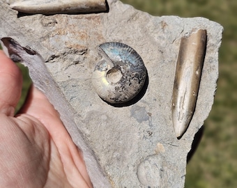 Belemnite & Ammonite Fossil in Matrix – Rare Russian Fossils, Natural Collectible Specimen