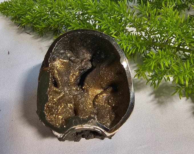 Pyritized Ammonite Fossil  cross section from Ryazan City Region, Russia (Over 160 Million Years Old) Fossil Gift Friend Specimen Gift
