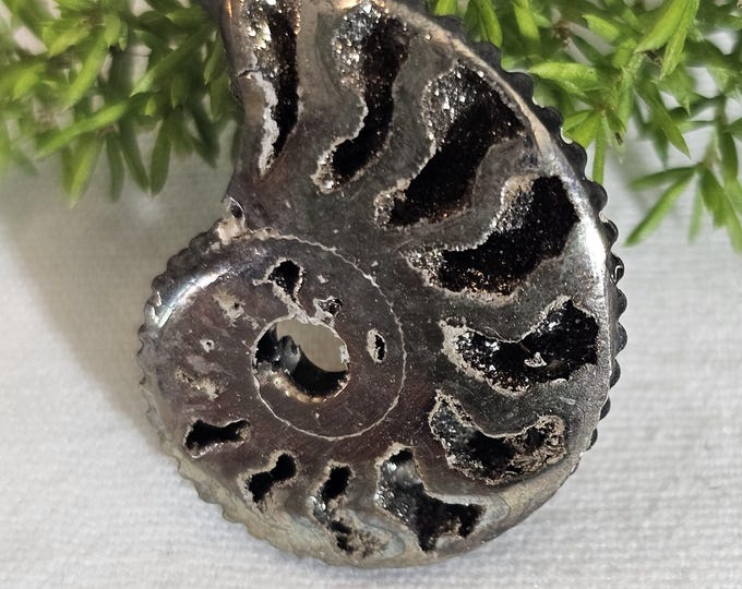 Pyritized Ammonite Fossil from Ryazan, Russia – Rare Jurassic Collectible, Natural Metallic Shell, Unique Gift, Home Décor, Geology Specimen