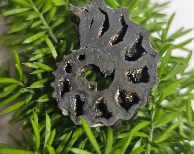 Pyritized Ammonite Fossil from Russia – Rare Jurassic Gold Fossil Collector Specimen