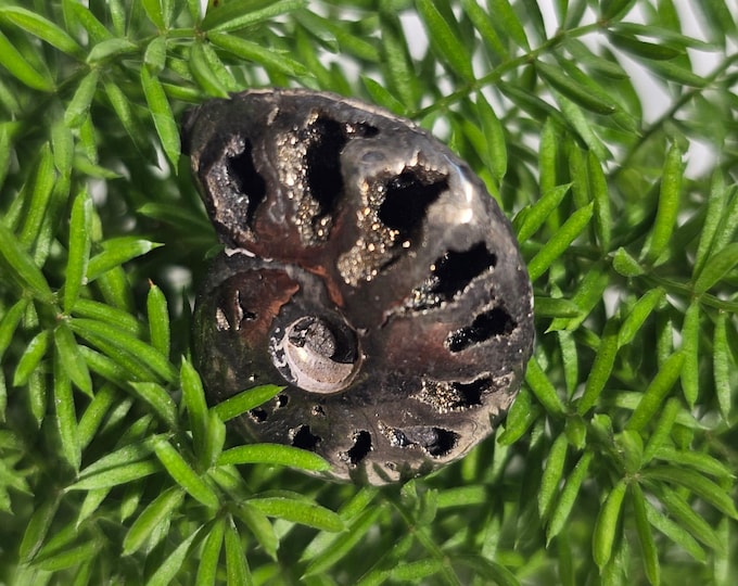 Pyritized Ammonite Fossil from Russia – Rare Jurassic Gold Fossil Collector Specimen