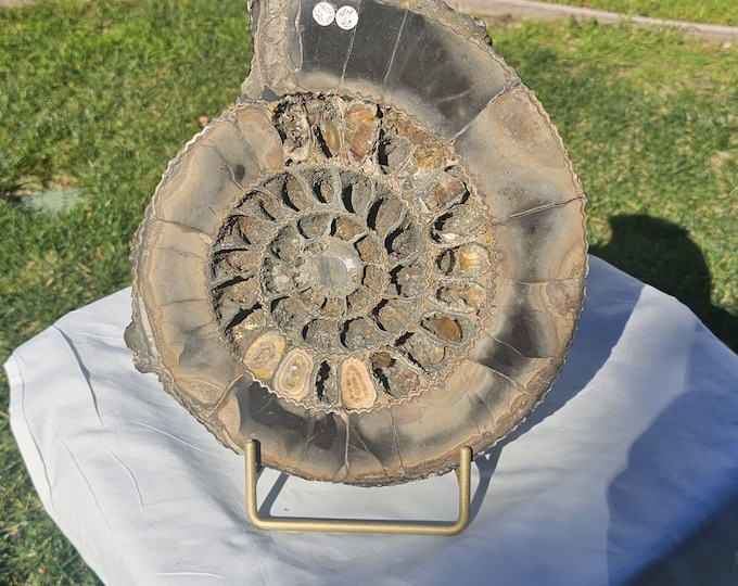Large Pyritized Ammonite Fossil from Volga River Russia – Jurassic Gold Fossil Specimen