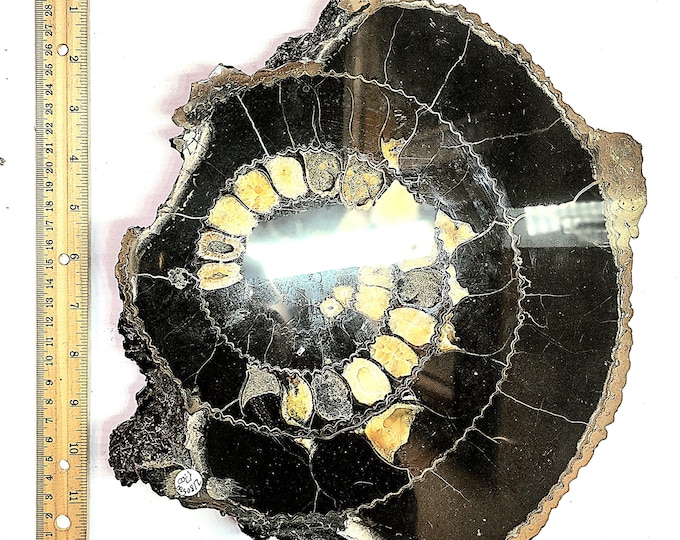 Unique Pyritized Ammonite Fossil Specimen from Volga River, Ulyanovsk City Region, Russia. (Over 300 million years old).