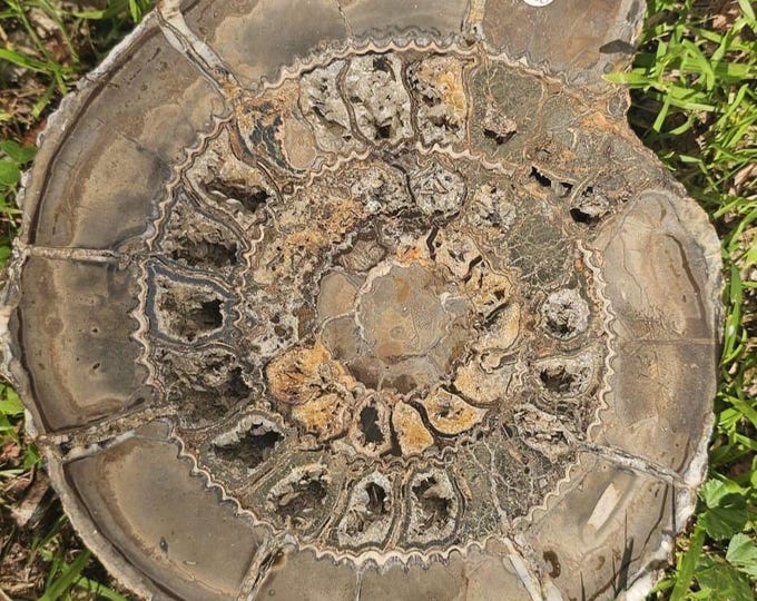 Large Pyritized Ammonite Fossil from Russia – Rare Golden Jurassic Collector Specimen