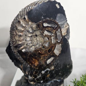 Ammonite Fossil from Ulyanovsk Russia – Rare Jurassic Era Fossil Specimen – Natural Mineral Collectible – Home Decor – Gift for Fossil Lover