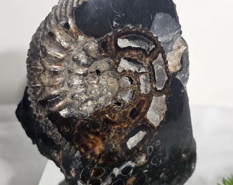Ammonite Fossil from Ulyanovsk Russia – Rare Jurassic Era Fossil Specimen – Natural Mineral Collectible – Home Decor – Gift for Fossil Lover
