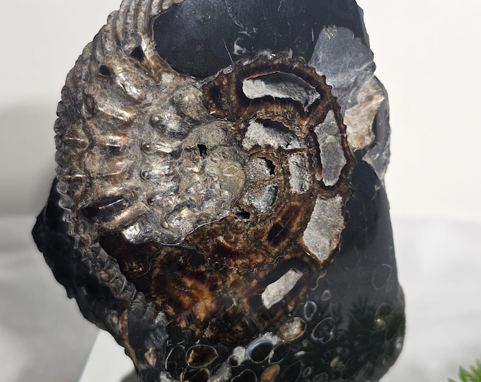 Ammonite Fossil from Ulyanovsk Russia – Rare Jurassic Era Fossil Specimen – Natural Mineral Collectible – Home Decor – Gift for Fossil Lover
