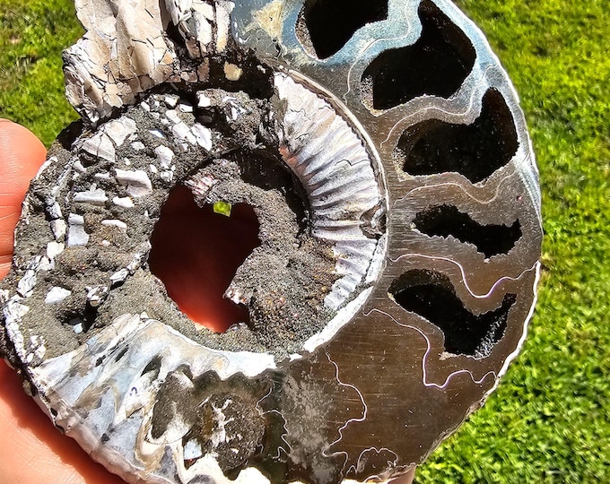 Pyritized Ammonite Fossil from Ryazan City Region, Russia (Over 160 Million Years Old) Fossil Gift Friend Specimen Gift Geological Gift