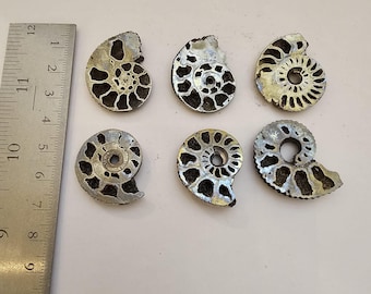 Pyritized Ammonites from Ryazan City Region, Russia. (Over 160 Million Years Old!)