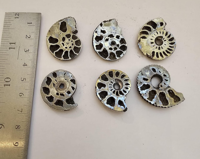 Pyritized Ammonites from Ryazan City Region, Russia. (Over 160 Million Years Old!)