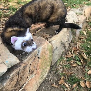 Ferret art doll.Handmade.